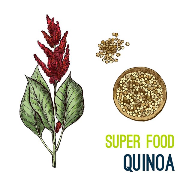 Quinoa (Diêm Mạch) Trắng Hữu Cơ 5KG