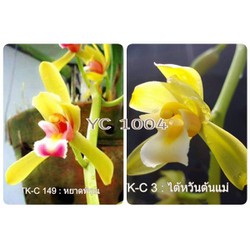 hoa lan chai mo kiếm