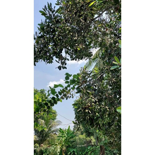 CÀ NA THÁI ĐẬP DẬP SỐC MUỐI ỚT NGON KHÓ CƯỠNG