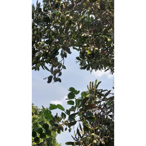 CÀ NA THÁI ĐẬP DẬP SỐC MUỐI ỚT NGON KHÓ CƯỠNG