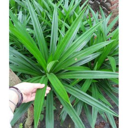 1kg LÁ NẾP TƯƠI (LÁ THƠM, LÁ DỨA)