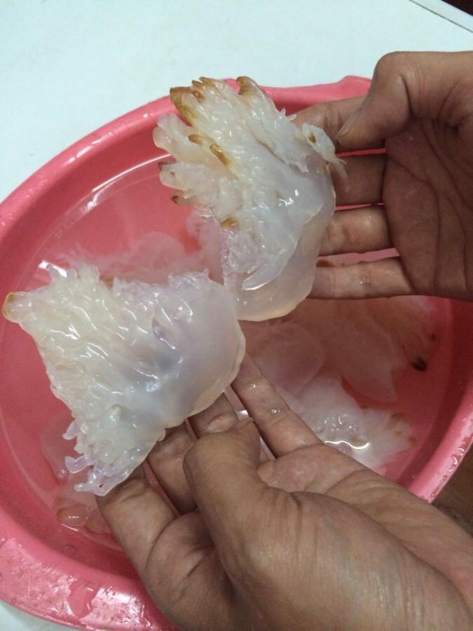 sỉ 2kg  chân sứa biển