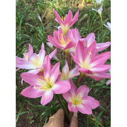 Củ hoa huệ mưa Zodiac Surprise 1 củ mẹ( bao chuẩn mặt hoa)