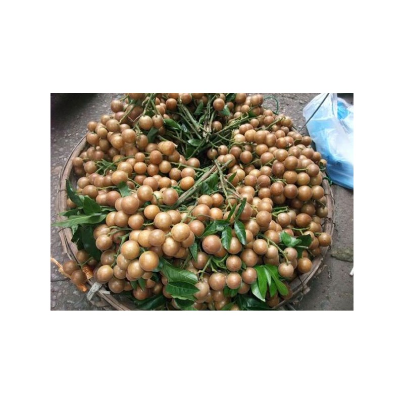 Quả quất hồng bì tốt cho sức khỏe – quất hồng bì