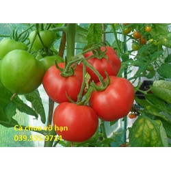 Hạt Cà Chua Vô Hạn F1 Quả To 0.5gam