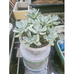 chậu sen đá xanh size to