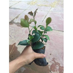 combo 5 cây trà mi giống