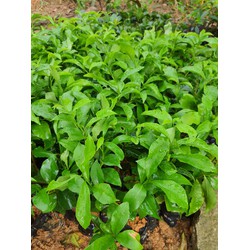 combo 5 cây nhài nhật giống