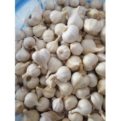 tỏi Khánh Hòa 70k/1kg