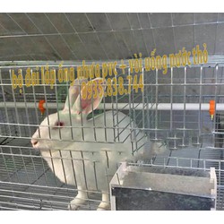 bộ đai kẹp ống nhựa pvc và vòi uống nước tự động cho thỏ - 10 bộ