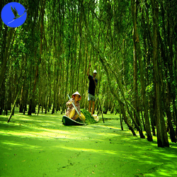 TOUR BÀ LỤA TRÀ SƯ KIÊN GIANG 2 NGÀY 2 ĐÊM