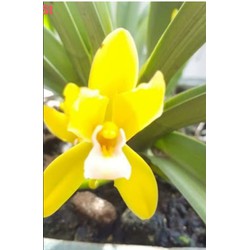 hoa lan chai mo kiếm phan trí