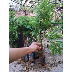 combo 10 cây đinh lăng ta giống