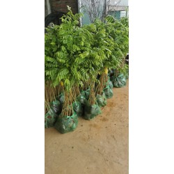 combo 10 cây sưa đỏ. cao 1-1,2m