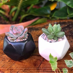 Chậu trồng cây mini để bàn, trồng xương rồng, sen đá mẫu đa giác nhỏ