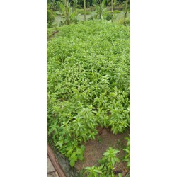 rau lá é sả ( thơm mùi sả ăn lẩu gà)