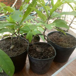 Cây lọc vừng bonsai mini
