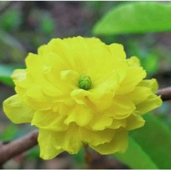 Cây mai vàng giống cúc 2 tầng
