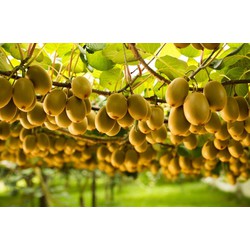Cây giống KiWi Vàng Úc- 8 tháng cho quả