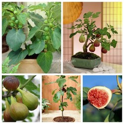 Cây Sung mỹ ra trái quanh năm