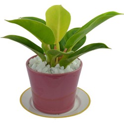 giá gốc - CÂY ĐẠI ĐẾ VƯƠNG VÀNG