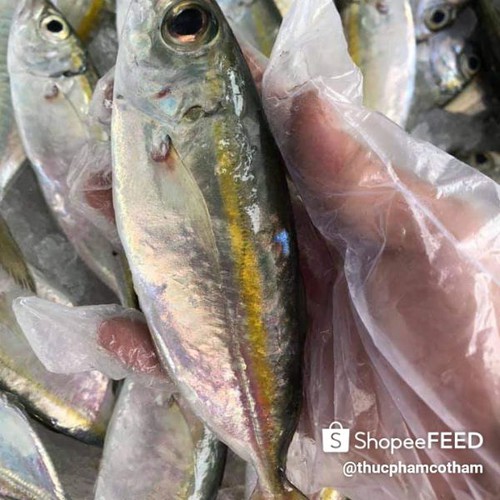 Cá Đổng 1 nắng lạt