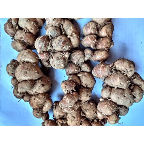 Củ Địa Liền tươi (1kg)