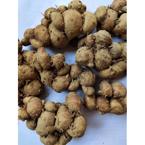 Củ Địa Liền tươi (1kg)