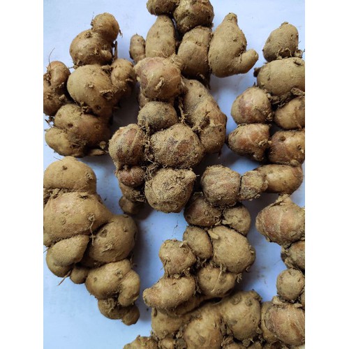 Củ Địa Liền tươi (1kg)