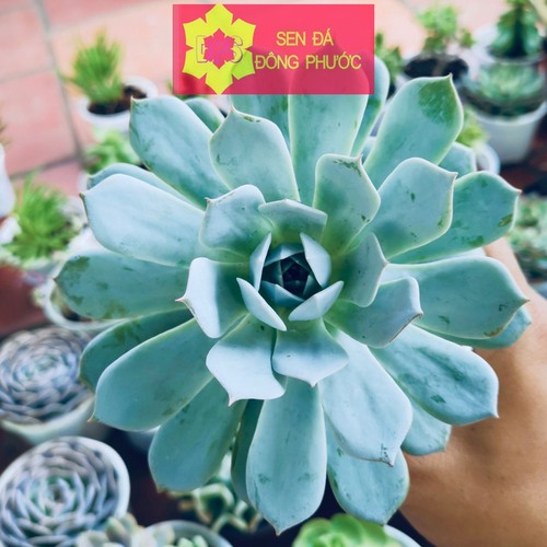 Home 1 Sen đá ngọc trinh – Hạc Trắng – Sen Đá Đông Phước