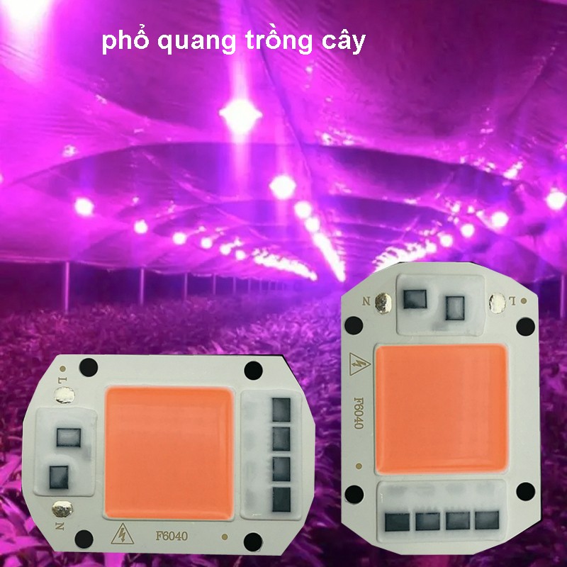 Hình ảnh chip LED cob quang phổ toàn phần trồng cây nhà lưới công suất 20w hàng tốt
