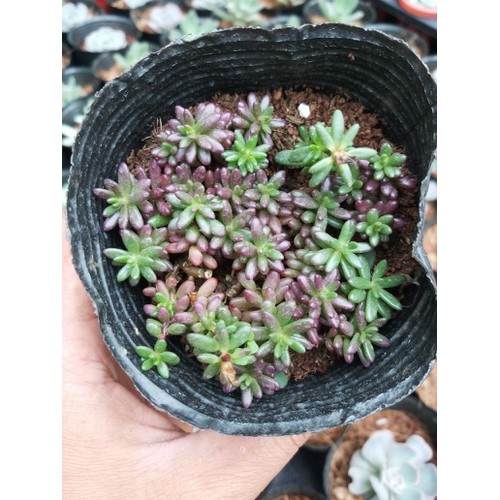 Home 10 Sen đá nếp cẩm – xanh đỏ tùy mùa