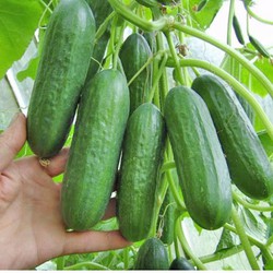 5H - HẠT GIỐNG DƯA CHUỘT CHÙM SIÊU TRÁI