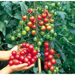 20H - HẠT GIỐNG CÀ CHUA CHERRY ĐỎ