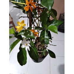 cây lài đổi màu hoa rất thơm