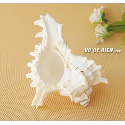 vỏ ốc gai trắng