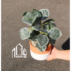 Chậu cây May Mắn
