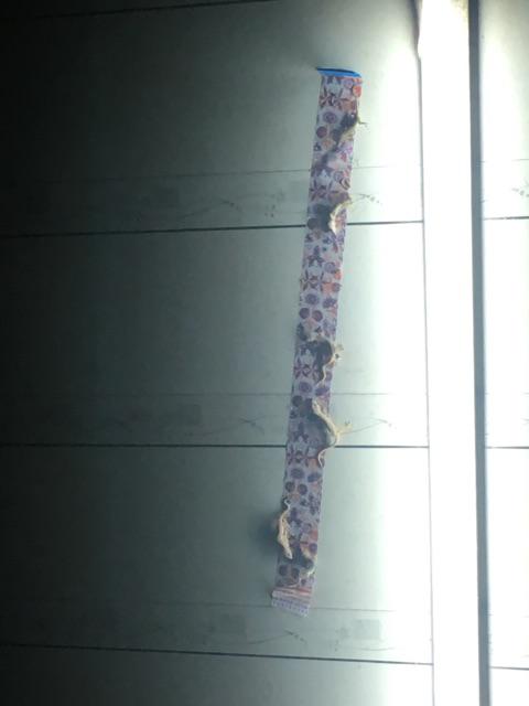 Keo bẫy thằn lằn