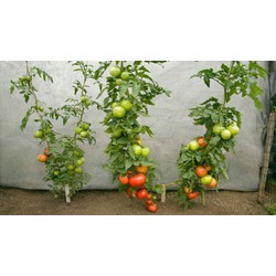 Gói 265 hạt giống cây Cà Chua Vô Hạn