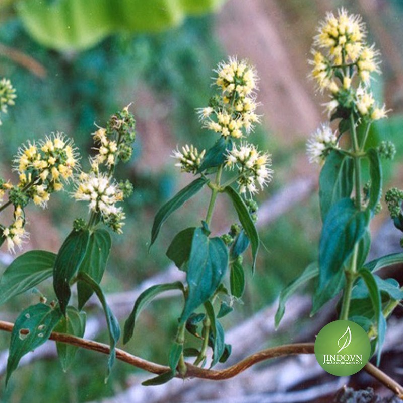 Cây dạ cẩm (gói 1kg khô) - MXT216