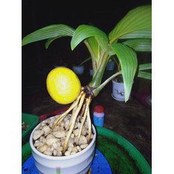 dừa bonsai dừa cảnh