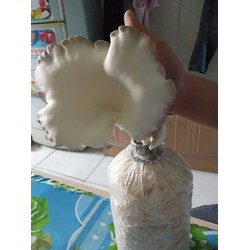 phôi nấm bào ngư