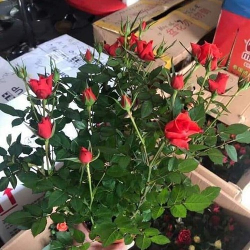 Chậu Cây hoa Hồng Tezza Lùn