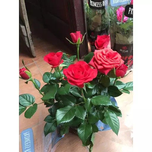 Chậu Cây hoa Hồng Tezza Lùn