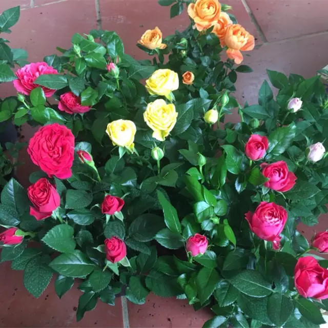 Chậu Cây hoa Hồng Tezza Lùn