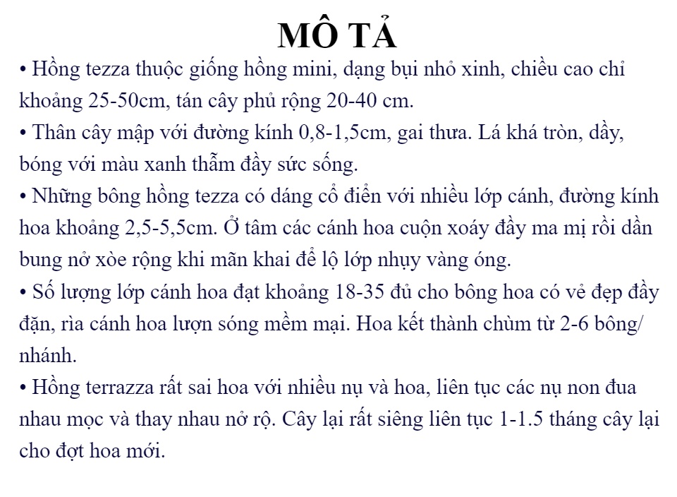 Chậu Cây hoa Hồng Tezza Lùn