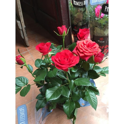 Chậu Cây hoa Hồng Tezza Lùn