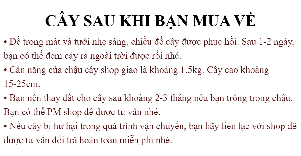 Chậu Cây hoa Hồng Tezza Lùn