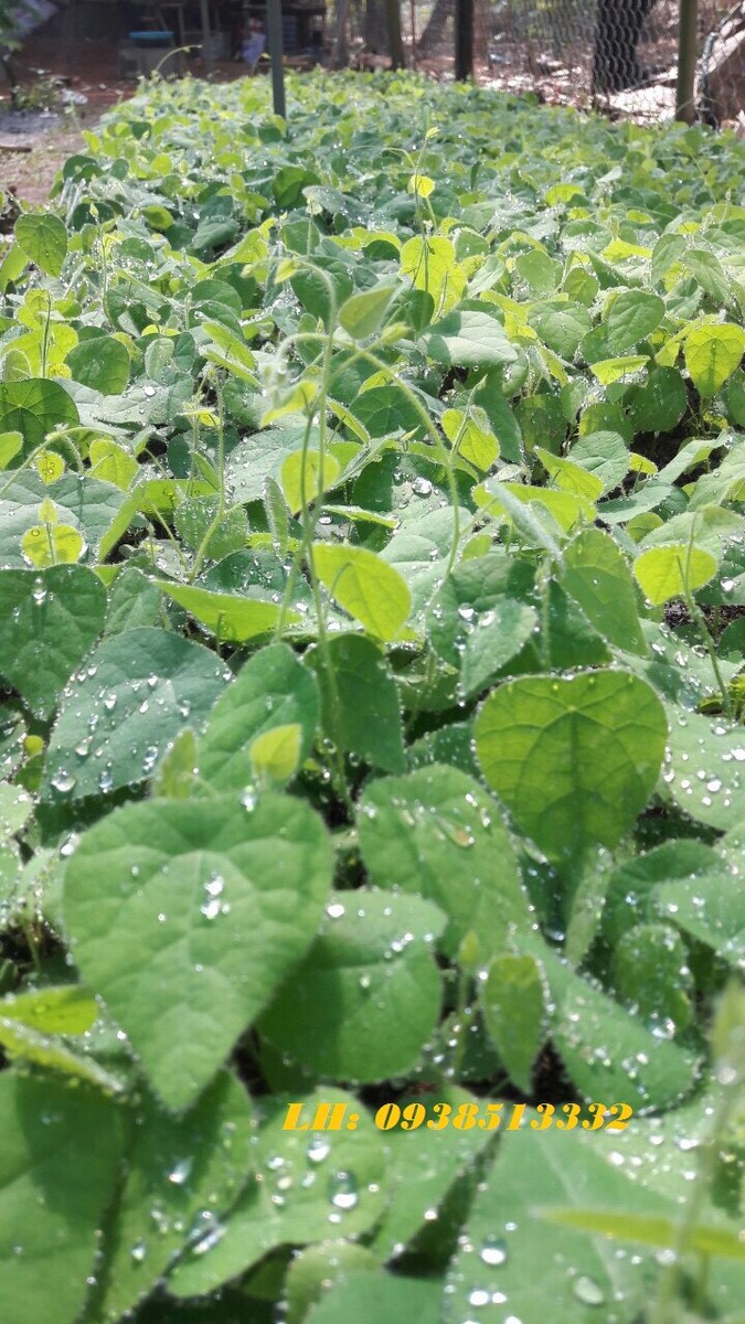 400gr LÁ SƯƠNG SÂM LÔNG KHÔ LÀM THẠCH SƯƠNG SÂM KÈM NANG MỰC