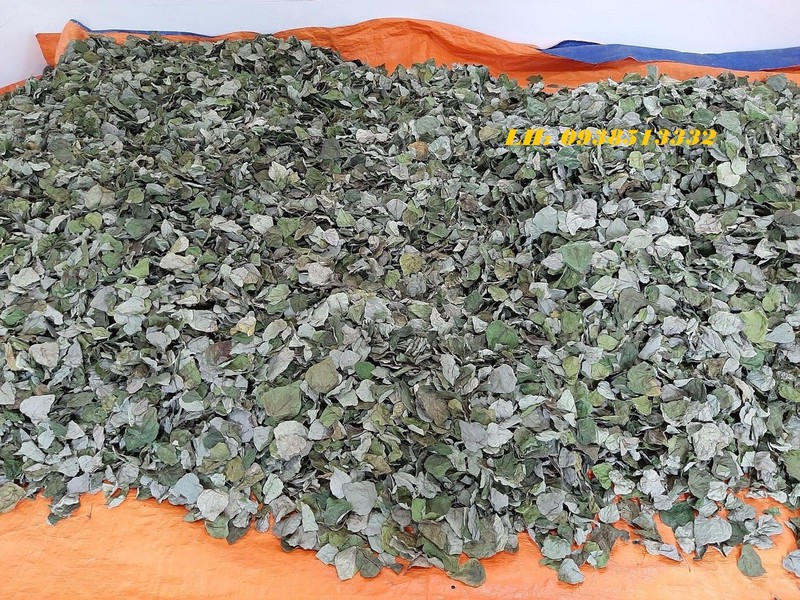 400gr LÁ SƯƠNG SÂM LÔNG KHÔ LÀM THẠCH SƯƠNG SÂM KÈM NANG MỰC